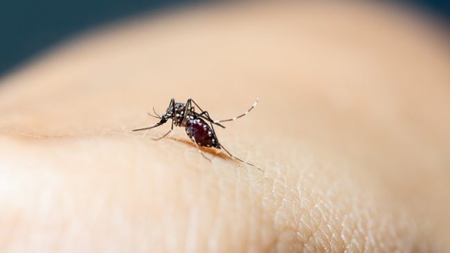 Close-up of blood sucking mosquitoes