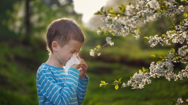 Allergie.jpg Ein Junge in einem gestreiften Shirt mit einem Taschentuch vor dem Gesicht steht vor blühenden Bäumen.