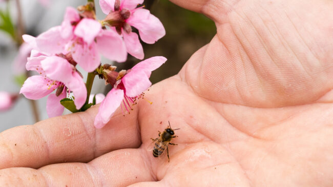 bienenstich.jpg Eine Hand hält eine Biene neben pinken Blütenzweigen, die in voller Blüte stehen.