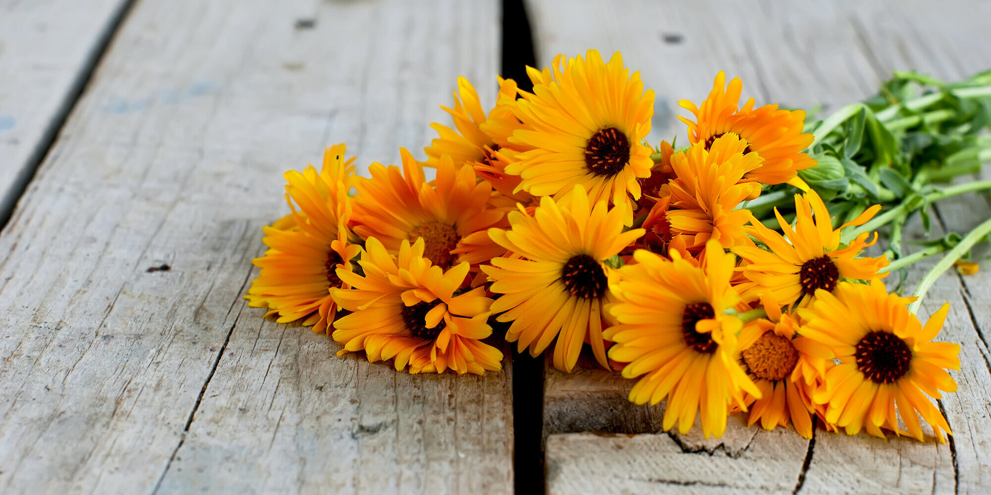 Ringelblume.jpg Ein Bund leuchtend orangefarbener Blumen liegt auf einem rustikalen Holztisch.